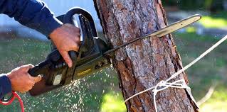 Professional  Tree Services in Metter, GA