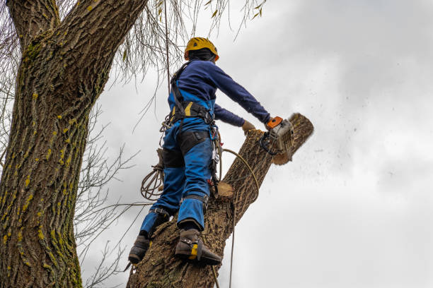 Best Hazardous Tree Removal  in Metter, GA