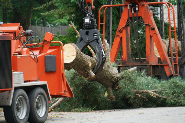 Best Tree Disease Treatment  in Metter, GA