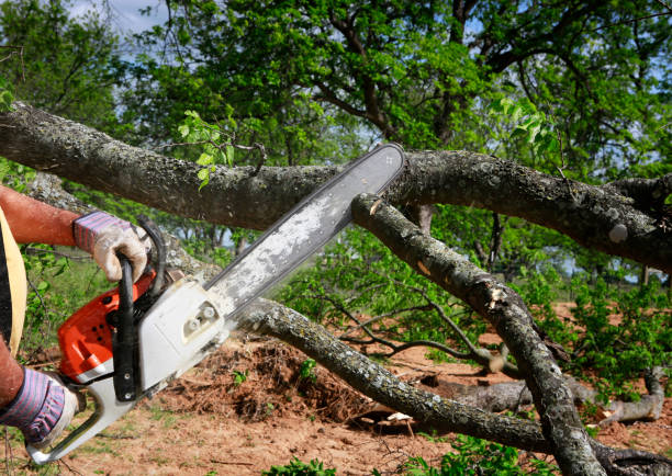  Metter, GA Tree Services Pros