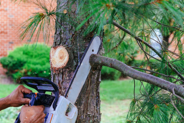 How Our Tree Care Process Works  in  Metter, GA